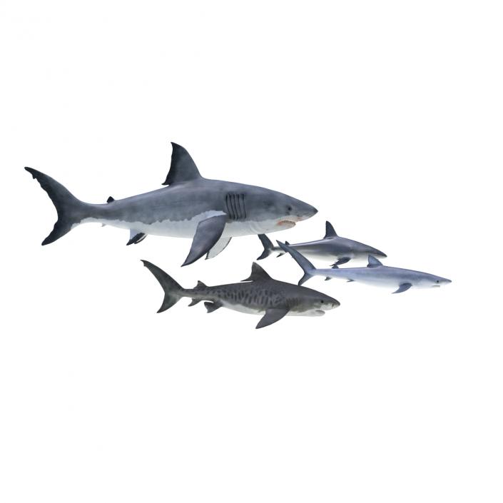 Sharks Collection 3 3D model