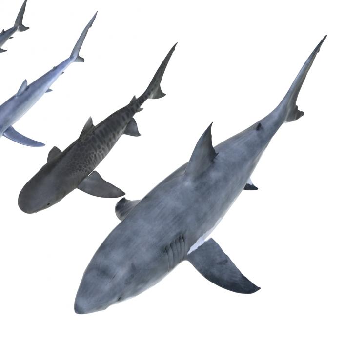 Sharks Collection 3 3D model