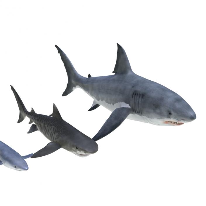 Sharks Collection 3 3D model