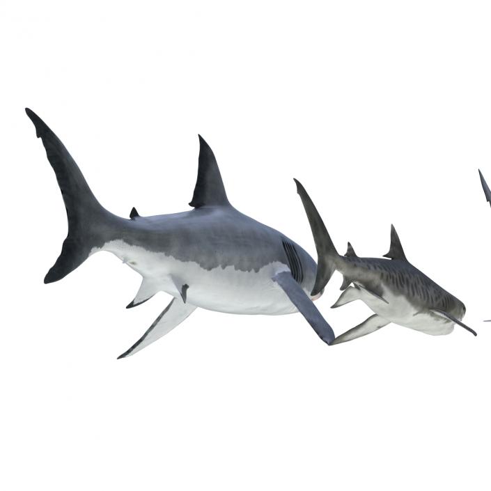 Sharks Collection 3 3D model