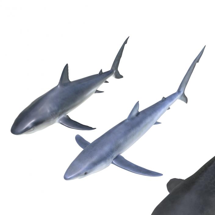 Sharks Collection 3 3D model