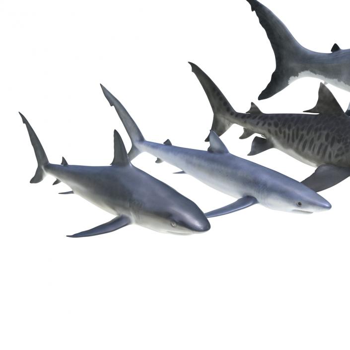 Sharks Collection 3 3D model