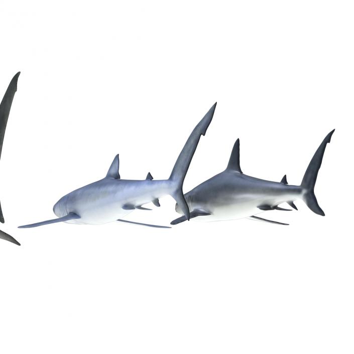 Sharks Collection 3 3D model