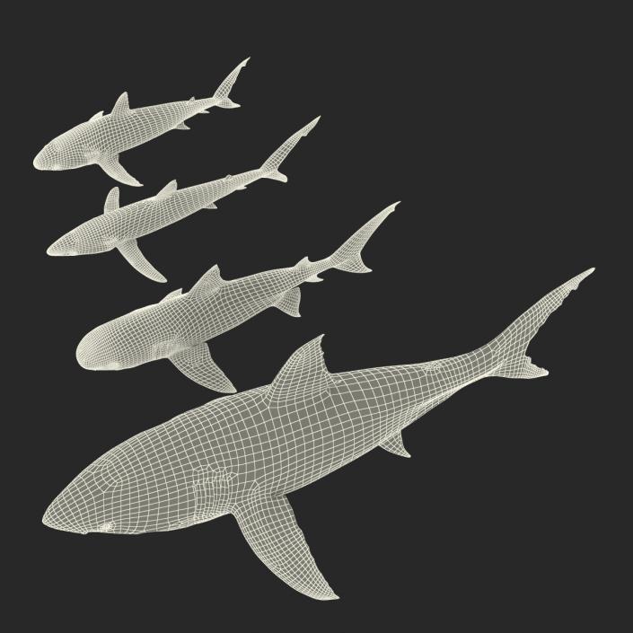 Sharks Collection 3 3D model