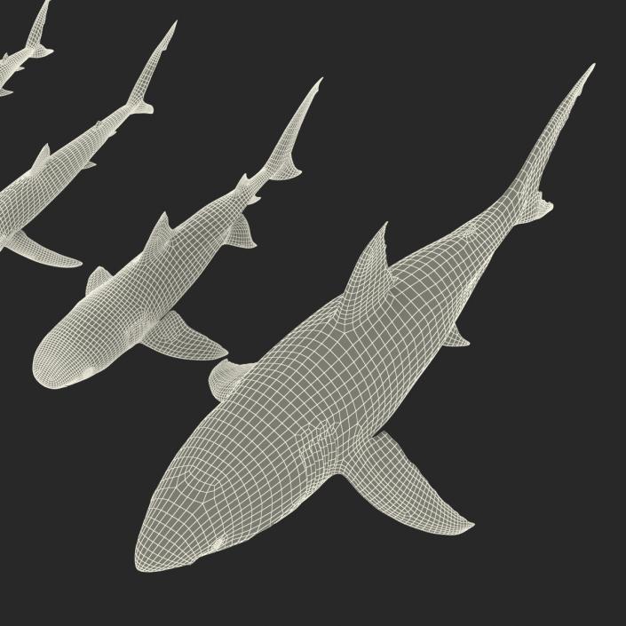 Sharks Collection 3 3D model