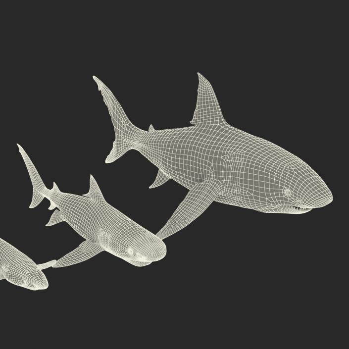 Sharks Collection 3 3D model