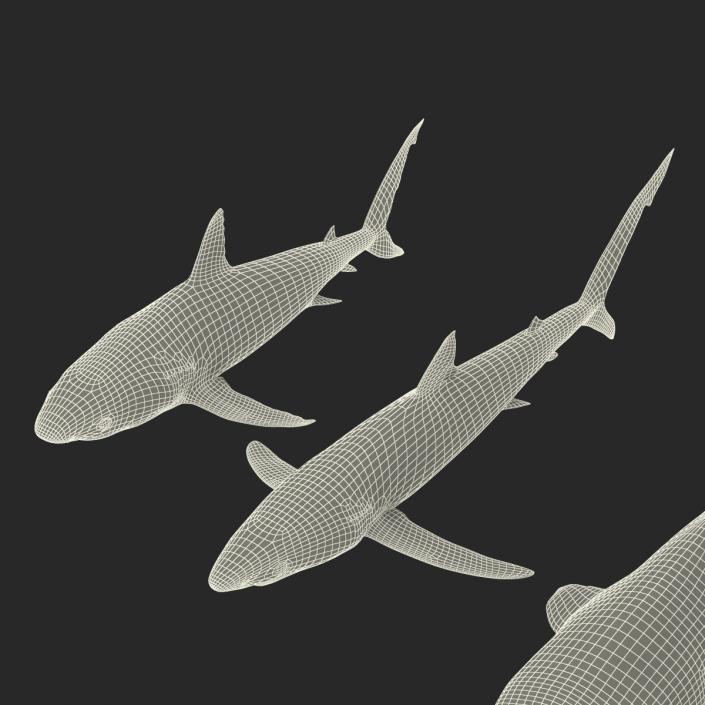 Sharks Collection 3 3D model