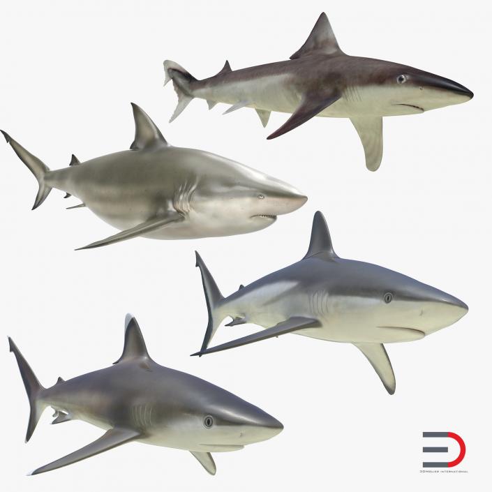 Sharks Collection 4 3D model