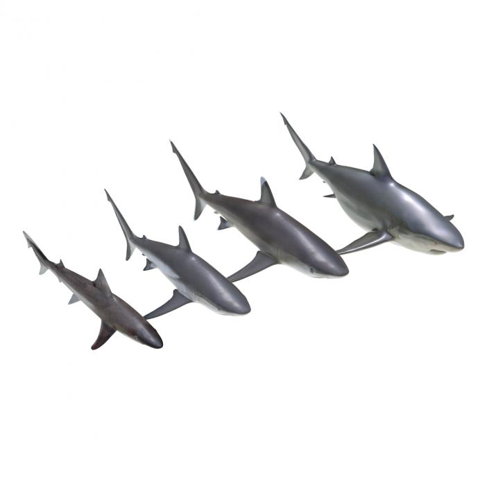 Sharks Collection 4 3D model