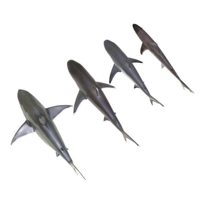 Sharks Collection 4 3D model