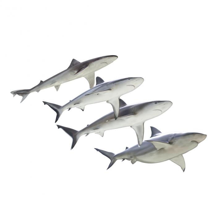 Sharks Collection 4 3D model