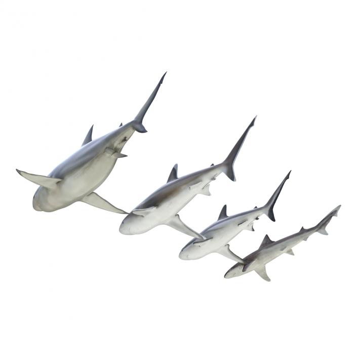 Sharks Collection 4 3D model