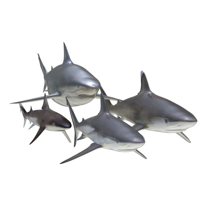 Sharks Collection 4 3D model