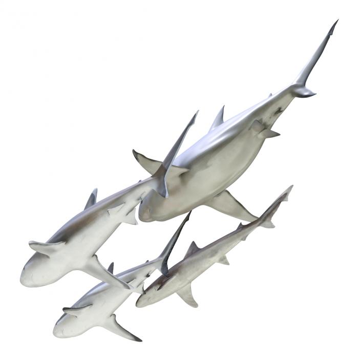 Sharks Collection 4 3D model