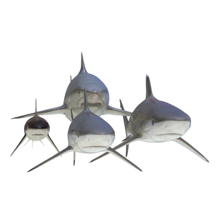 Sharks Collection 4 3D model