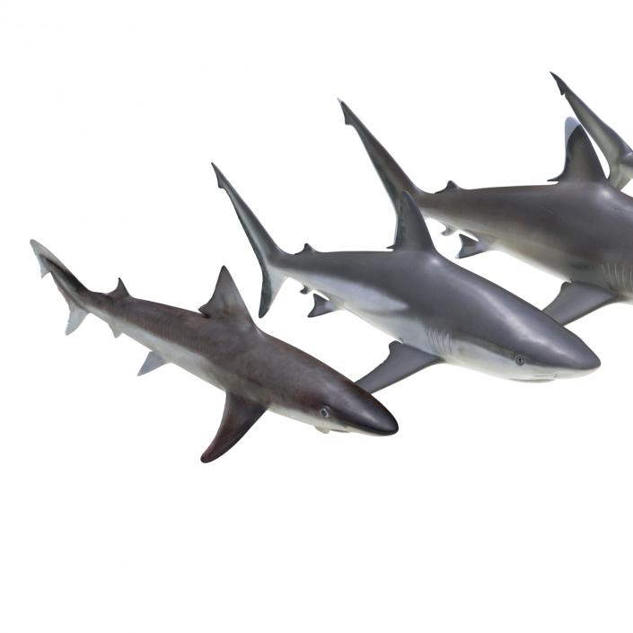 Sharks Collection 4 3D model