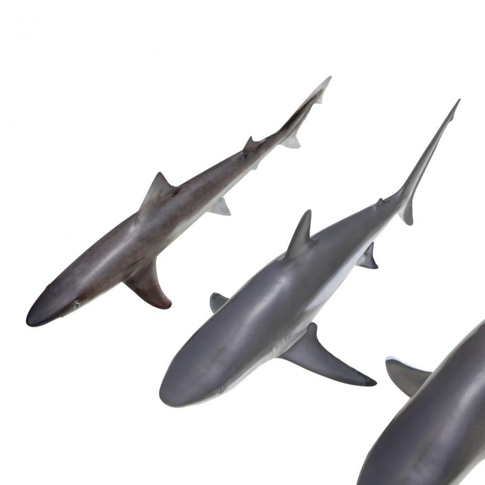 Sharks Collection 4 3D model