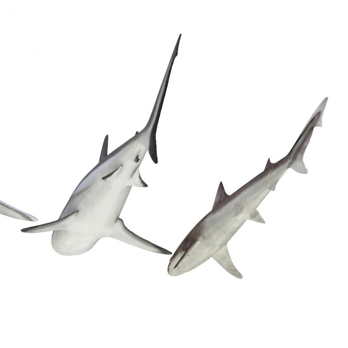 Sharks Collection 4 3D model