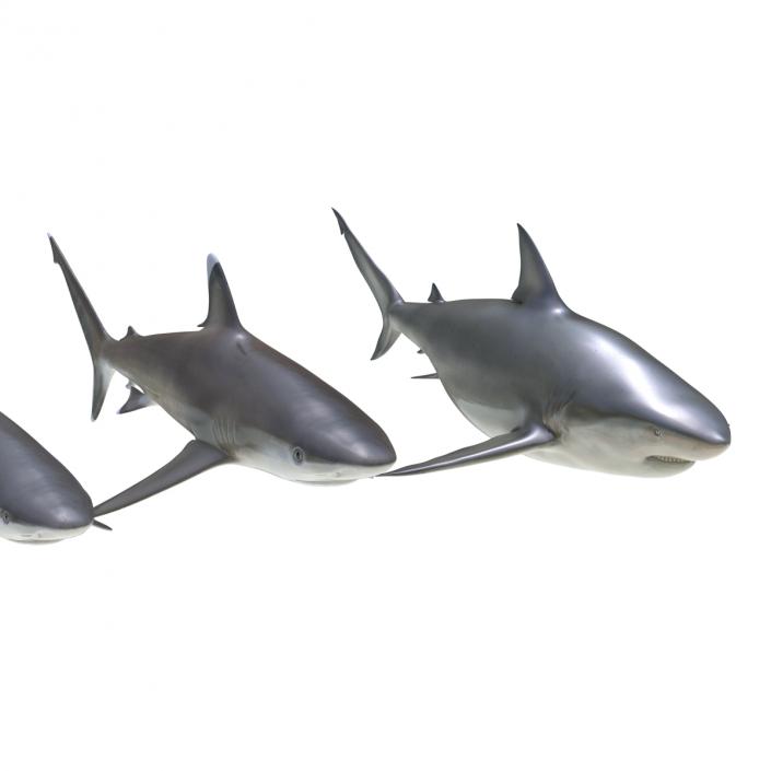 Sharks Collection 4 3D model