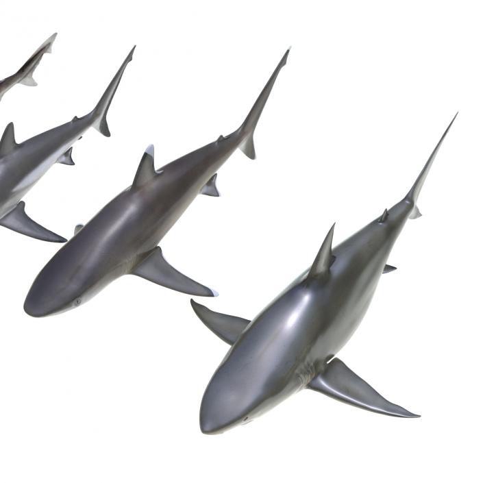 Sharks Collection 4 3D model