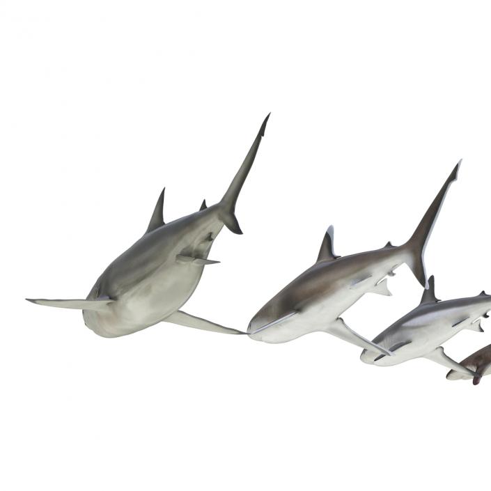 Sharks Collection 4 3D model