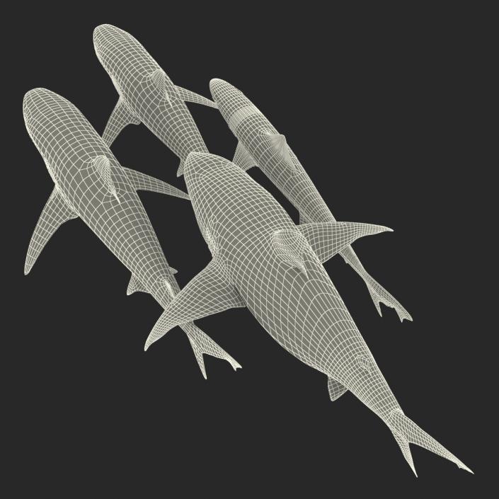 Sharks Collection 4 3D model