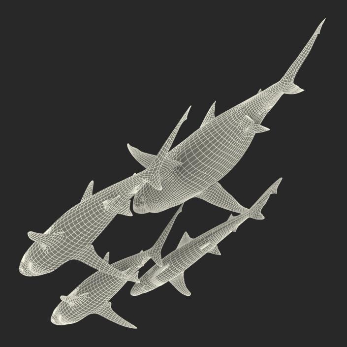 Sharks Collection 4 3D model