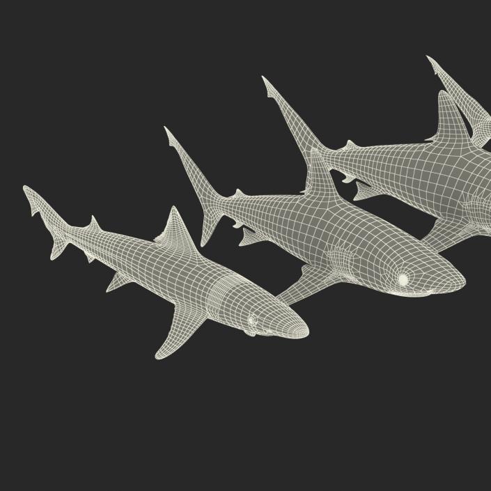 Sharks Collection 4 3D model