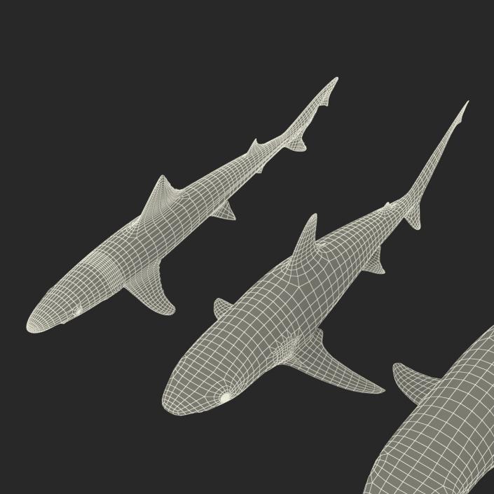 Sharks Collection 4 3D model