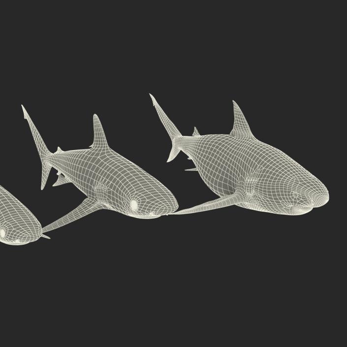 Sharks Collection 4 3D model