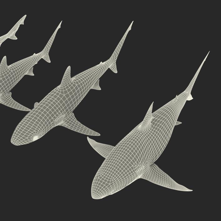 Sharks Collection 4 3D model