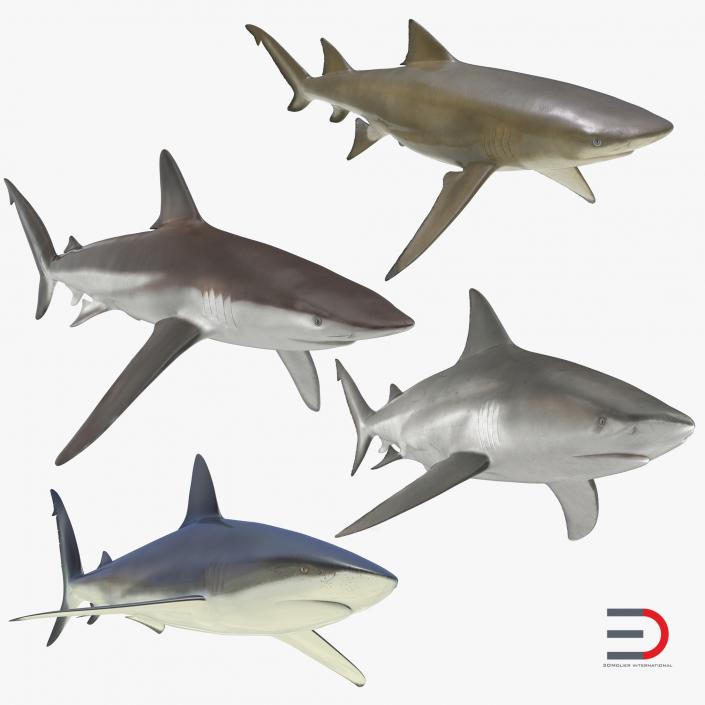 Sharks Collection 5 3D model