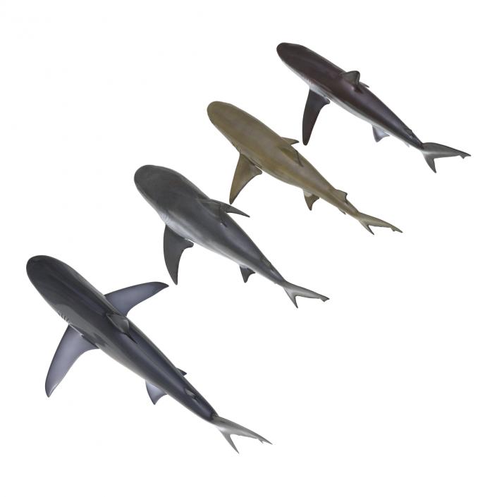 Sharks Collection 5 3D model