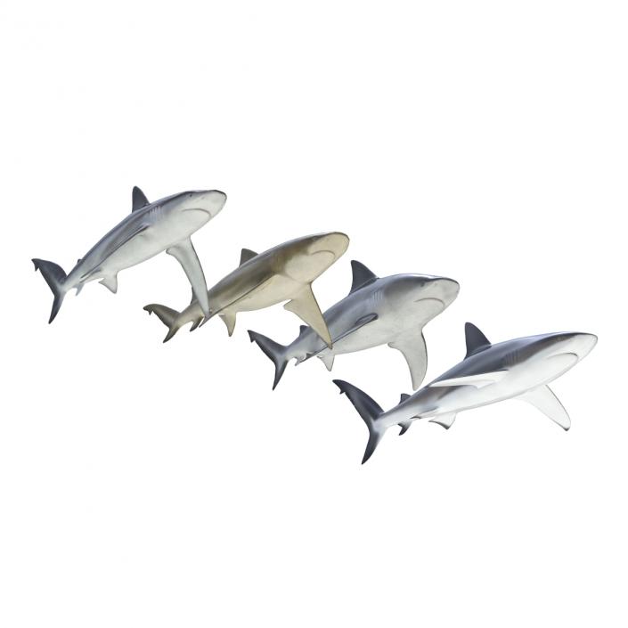 Sharks Collection 5 3D model