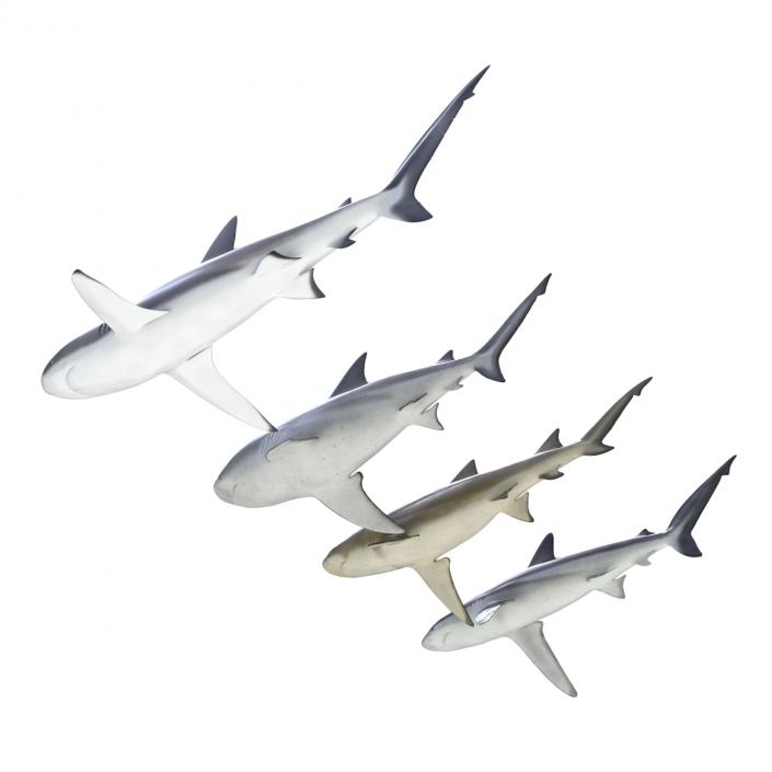 Sharks Collection 5 3D model