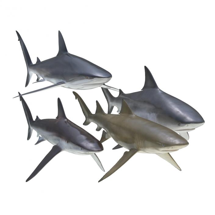 Sharks Collection 5 3D model