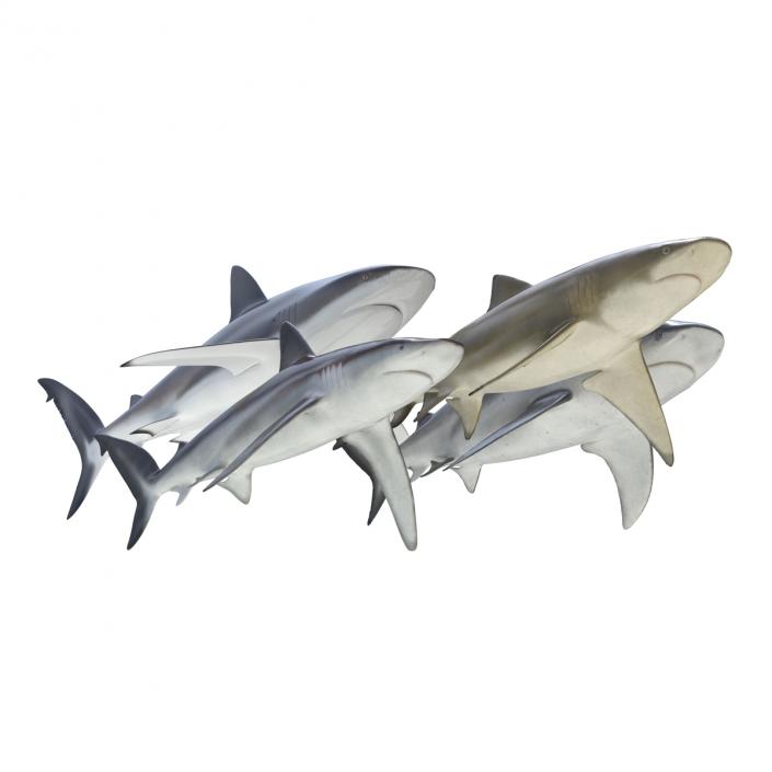 Sharks Collection 5 3D model