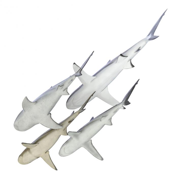 Sharks Collection 5 3D model