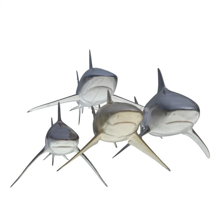 Sharks Collection 5 3D model