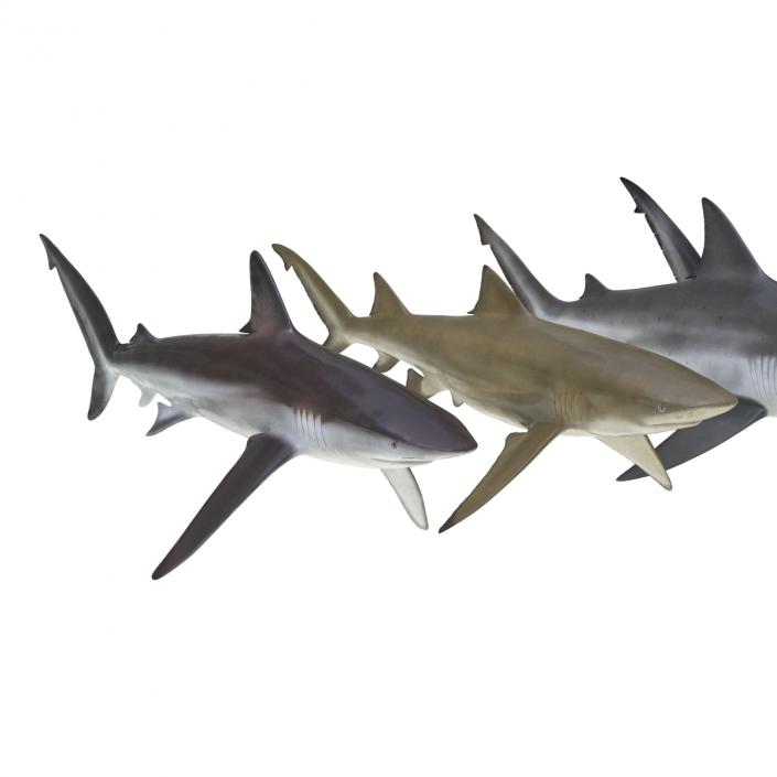 Sharks Collection 5 3D model