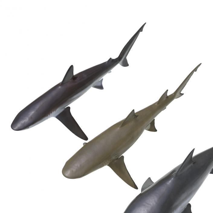 Sharks Collection 5 3D model