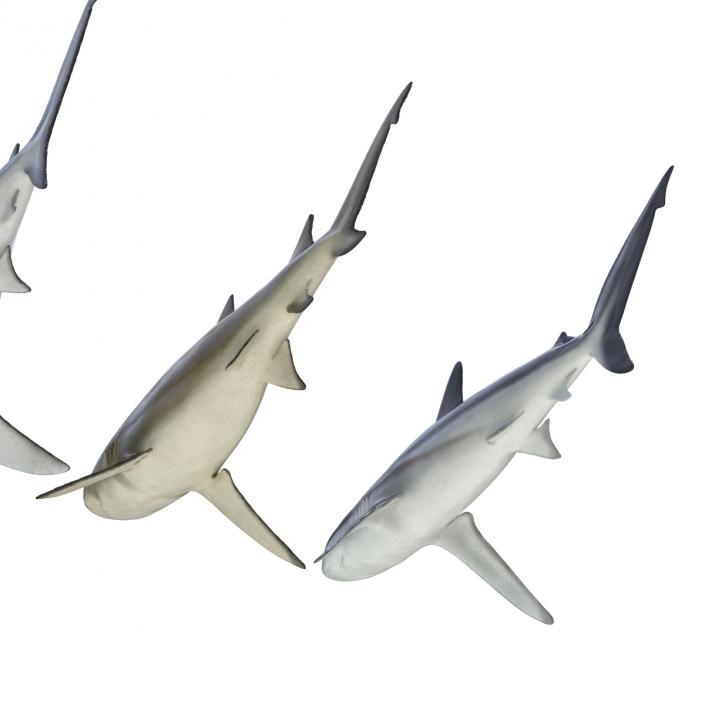 Sharks Collection 5 3D model