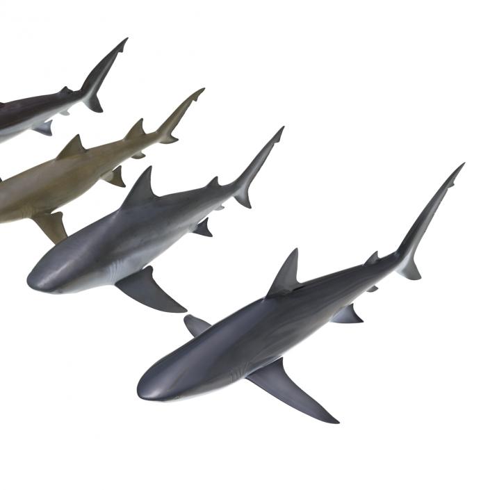 Sharks Collection 5 3D model