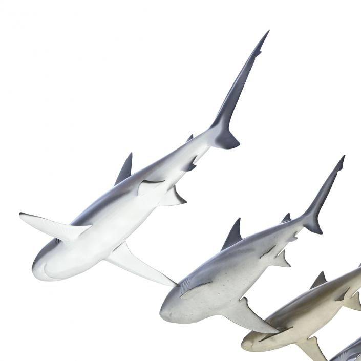 Sharks Collection 5 3D model