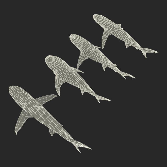 Sharks Collection 5 3D model