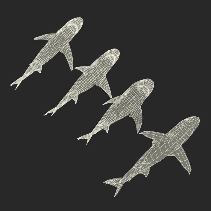 Sharks Collection 5 3D model