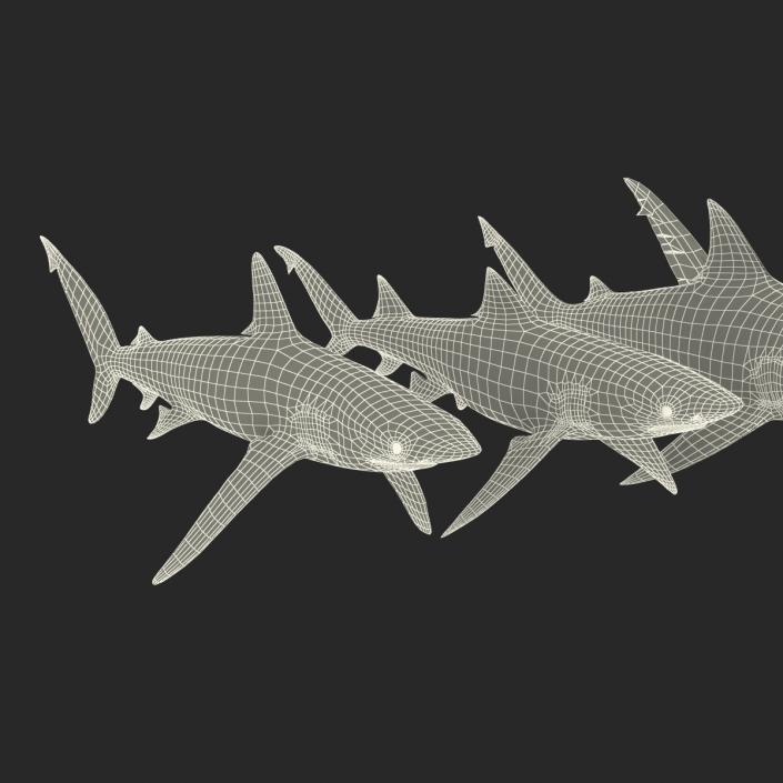 Sharks Collection 5 3D model