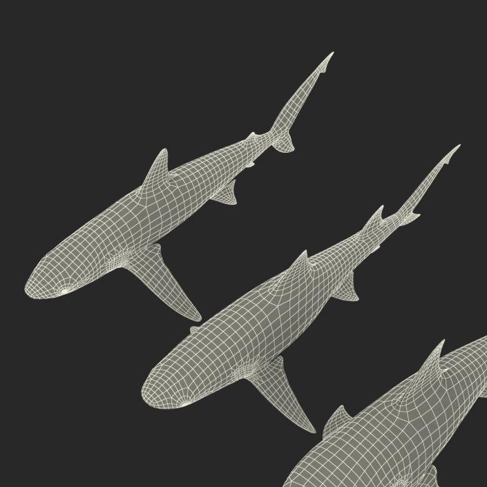 Sharks Collection 5 3D model