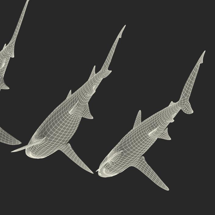 Sharks Collection 5 3D model