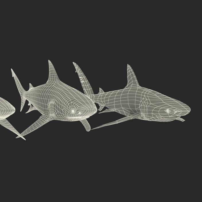 Sharks Collection 5 3D model